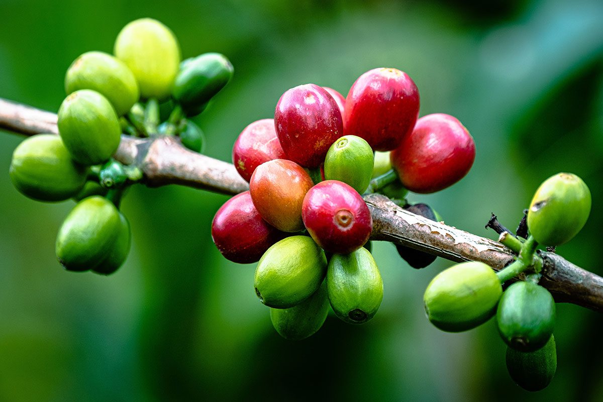coffee-subscription-image